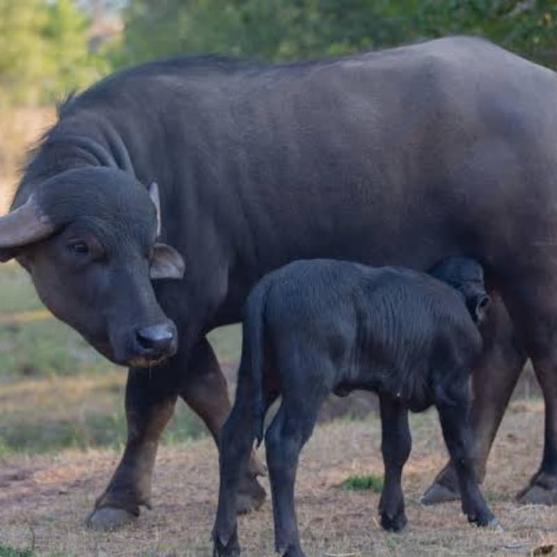 Cow milk 150 per liter